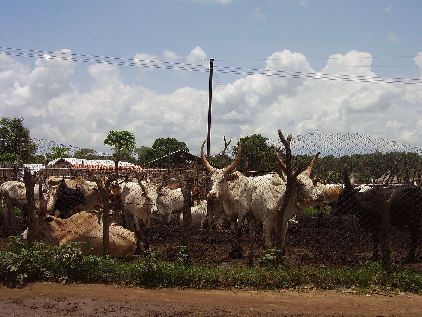 Livestock farming supporting household livelihoods
